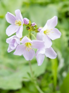 cuckoo flower