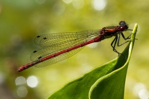 Large Red Damselfly