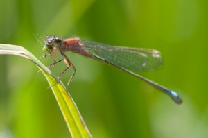 Damselfly eating greenfly