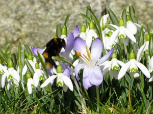 Bumblebee on Snowdrops