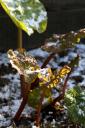 Rhubarb in the snow