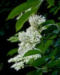 A cluster of Elderflowers