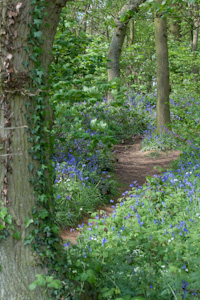 Bluebells at Everdon Stubbs