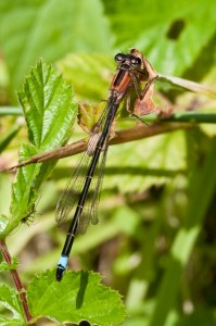 Female Blue Tailed Damselfly