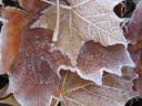 frosty leaves