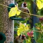 Goldfinches on birdfeeder