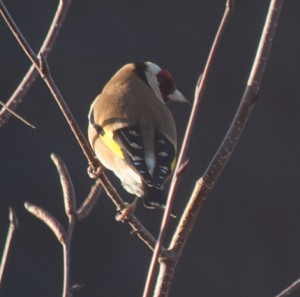 goldfinch 2