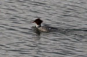 Female Goosander