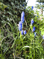 grapehyacinth