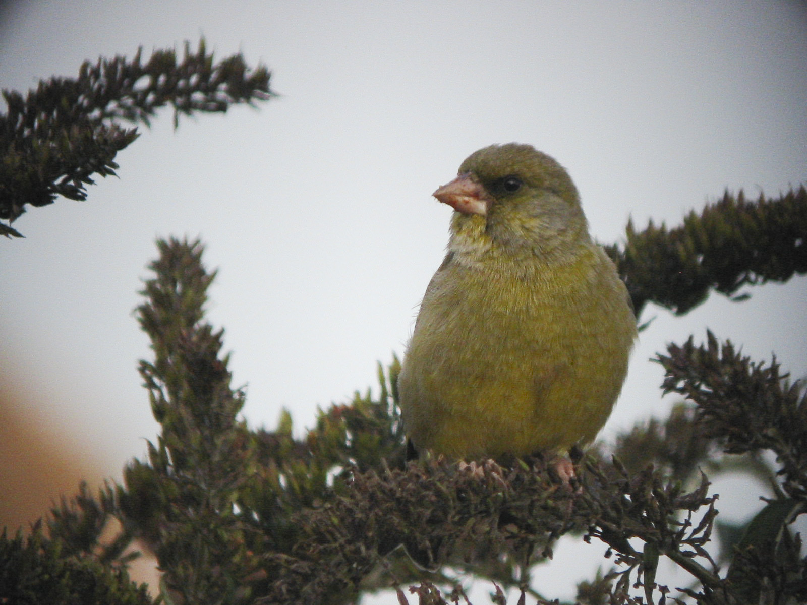 Digiscoped Greenfinch