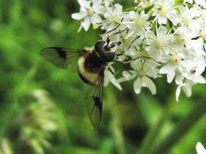 Hoverfly