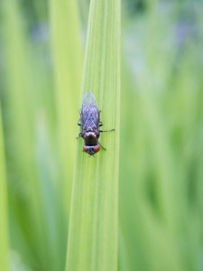 hoverfly