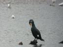 Less Fuzzy Cormorant