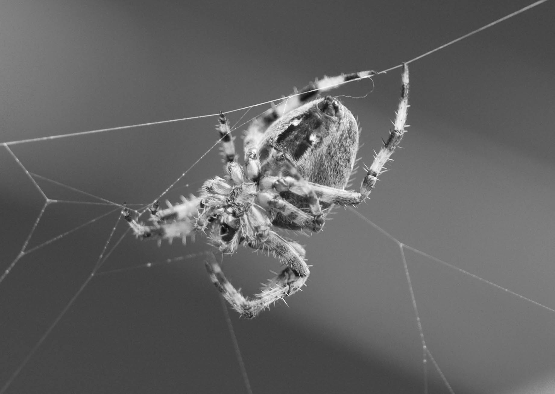 Garden Spider