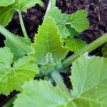 Courgette Plant