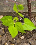 Hildora, dwarf french bean