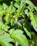 Flower Buds on Tomato