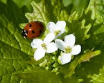 Ladybird on Garlic Mustard Flower