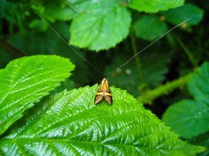 Longhorn Moth