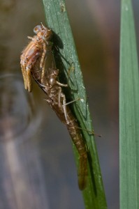 Damselfly emerging from larval case.