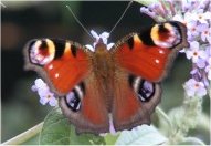 Peacock Butterfly