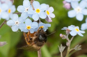 red mason bee