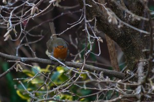 robin