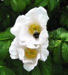 rosa rugosa and bee