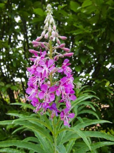 Rosebay Willowherb