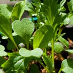 Salad Leaf Seedlings