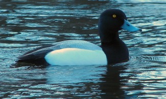 Drake Scaup