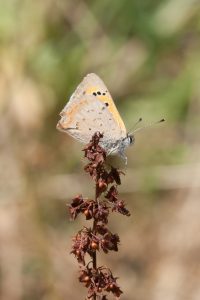 small copper