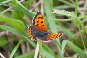 small copper_2