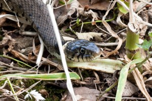 Grass Snake