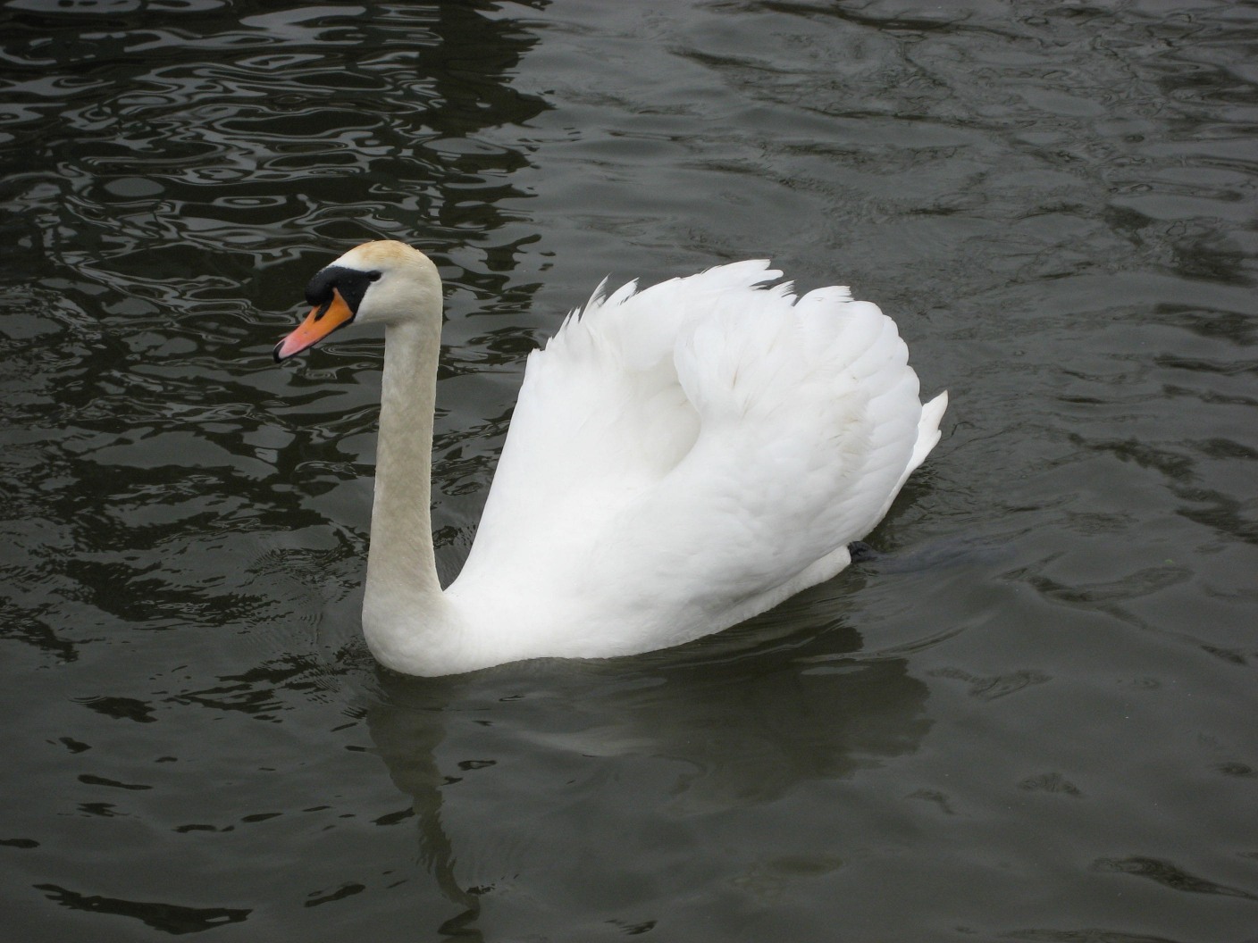 swan1.jpg