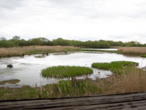 teal pool hide