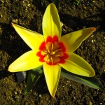Early Tulip