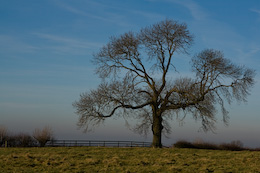 Bare Winter Tree Against a Blue Sky