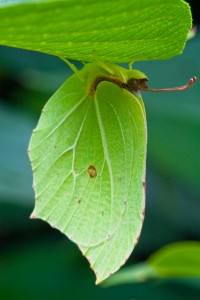 Brimstone Butterfly