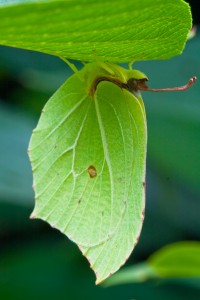 Brimstone Butterfly