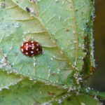 native cream spot ladybird