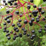 Elder Berries