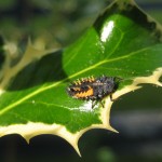 harlequin ladybird larva