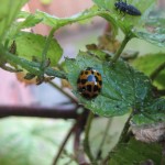 Harlequin ladybird