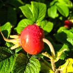 Rosa Rugosa Hip